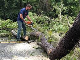 Best Tree and Shrub Care  in Winterville, NC