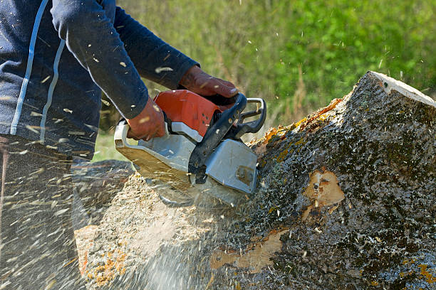 How Our Tree Care Process Works  in  Winterville, NC